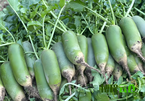 Ìì½ò·¢É³ÎÑÂܲ·µÄÔÆ²Ö