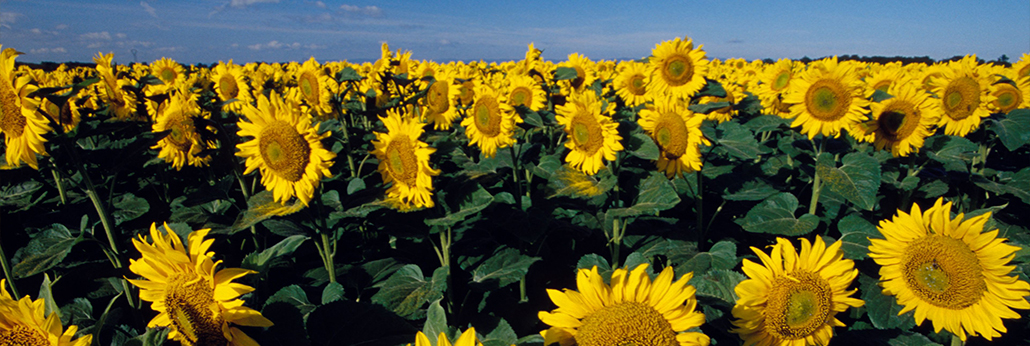 油脂部